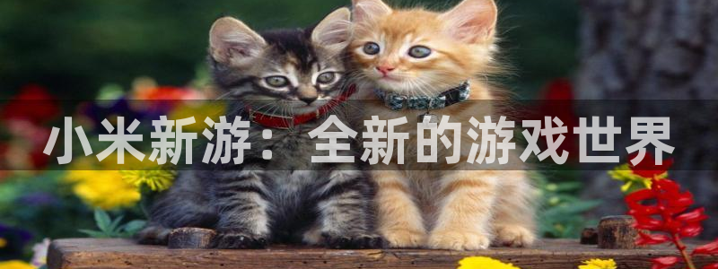 赢咖娱乐